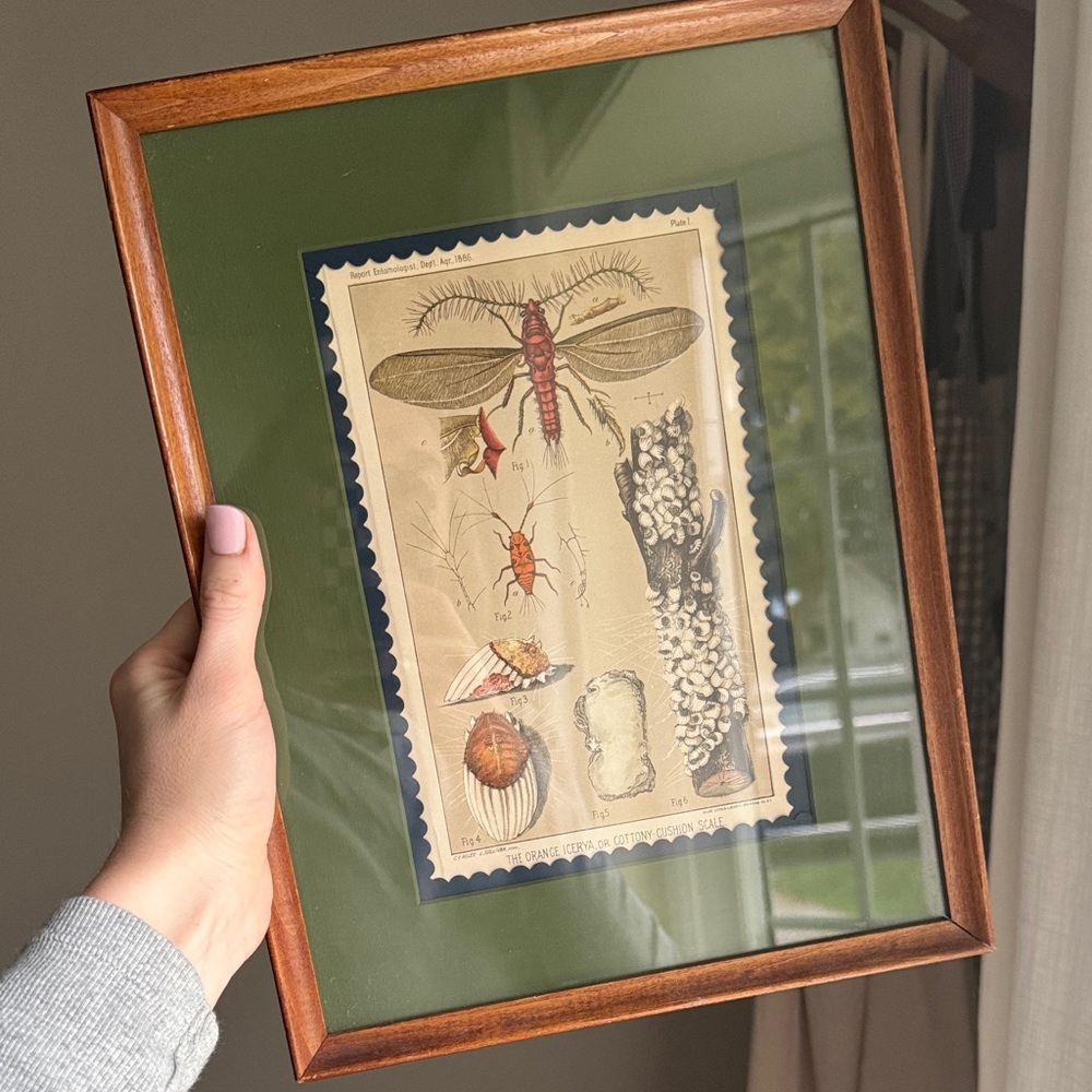 Handmade Framed Insect Illustration Print